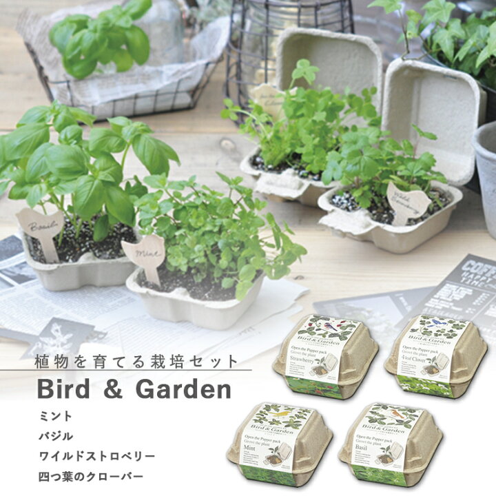 楽天市場 在庫品限り 家庭菜園 Gd 755 バード ガーデン 4種類から選べます ミント バジル ワイルドストロベリー 四つ葉のクローバー 聖新陶芸 ものうりばplantz