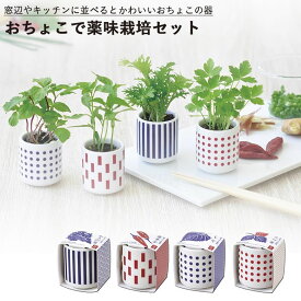 楽天市場 わさび菜 種の通販