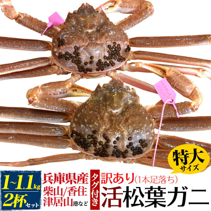 楽天市場 2杯 カニ 訳あり 足数1本不足 送料無料 活松葉ガニ1kg 1 1kg 産地直送 タグ付き 柴山かに 津居山かに 香住かに ズワイガニ マツバガニ カニ 蟹 かに 内祝い 贈り物 贈答 食べ物 お供 お土産 祝 ギフト 子供 母 父 こどもの日 節句 還暦 おうち時間