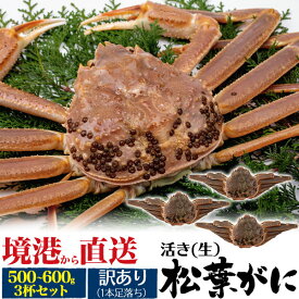 生きたまま出荷【境港 /活き(生)松葉ガニ 500g-600g 3杯】蟹 取り寄せ グルメ マツバガニ 3匹 カニ 蟹すき かに鍋 雑炊 お味噌汁 海鮮 秋冬 ぜひご賞味ください ■訳あり 足取れ1本　【送料無料】 直2