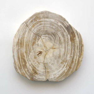 �y�i�`������_09�z�A�}�u�� �E�b�h�v���[�g 30 amabro WOOD PLATE 30 �� 32×32.5 cm ������ 2.5cm �]���� ����