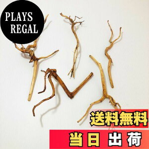 yzGoldlife   STCY 5{Zbg X}gEbh ChlVAY } ANAE p_E eE RPE  XP[vEbh̍ޗ vR̃GT 