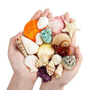 yzTRX VRhJ̊k 100g Rf LkZbg hւ p ঒މB |ޗ r[`Ntg htg{gfR[V  FFFATCYFMed