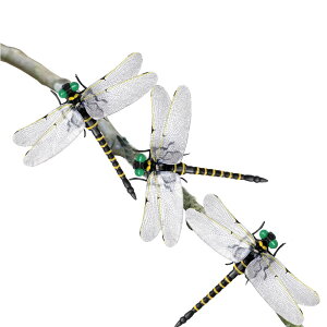 yzMIMIMACHI 悯g{ ɂ Ij} g{ x  12cm {Ƃ I悯  x_ Ԍ AEghA ނ St Ro ƒ؉  XYo` 