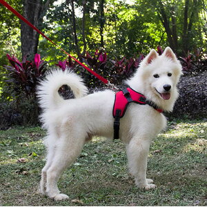 yzpn[lX[_[Zbg   bV \tg Ȃ ʋC ߉\ h~ ^ ^ U/P/o| (LTCY (x 1), bh)