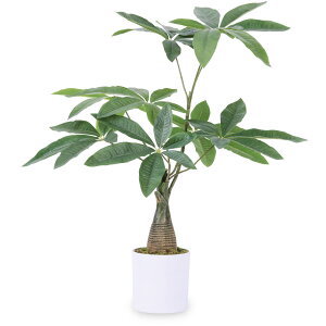 yztFCNO[ lHϗtA ϗt  G} C ypL K̖؁z55cm  ItBX A A