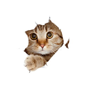 yzJunyueLiang J[ EH[XebJ[ XebJ[  L  pvc ǎ V[  CeA V[ ėp ϋv    X[cP[X p\R  J[Xe