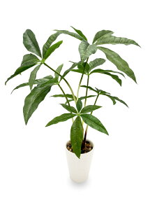 yz[ mamawreath ] ϗtA tFCN pL |bg 1 sv O[    A[eBtBVt[ CeA rO lH  ͂Ȃ  K^ v