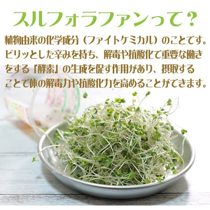 楽天市場】【 栽培キット プレゼント中 】 ブロッコリースプラウト 