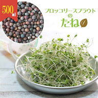 ブロッコリースプラウト 種 500ml 大容量 スプラウト栽培用 種子 室内栽培 家庭菜園 水耕栽培 発芽簡単 …