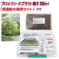 ブロッコリースプラウト 種子 200ml 水耕栽培キット 付属（底面給水方式）1年中 室内栽培 無種子消毒 非…