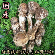松茸 訳あり 国産 まつたけ 200g 山梨県産 マツタケ 日本国産 新鮮 朝採り 純国産松茸 200グラム