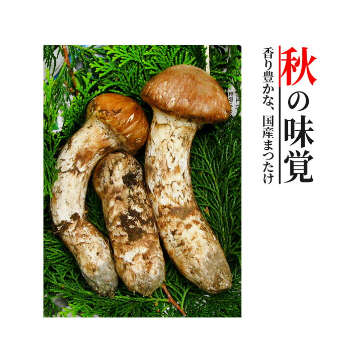 楽天市場】松茸 国産 200g まつたけ 山梨県産 マツタケ つぼみ 日本 