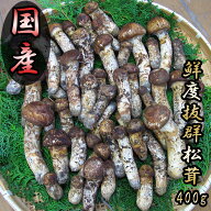 松茸 国産 まつたけ 400g 山梨県産 マツタケ 日本国産 400グラム 朝採り 新鮮 きのこ 高級