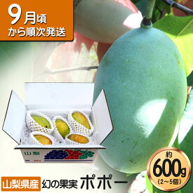 果物 ポポー フルーツ レアフルーツ 珍果 アケビガキ 山梨県産 ポーポー ポポ 600g 産地直送 幻の果実