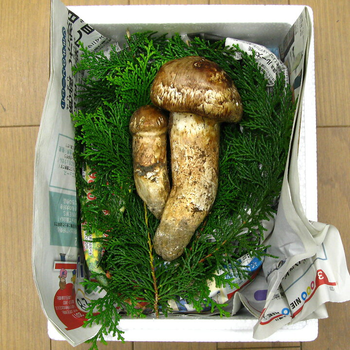 楽天市場】松茸 国産 200g まつたけ 山梨県産 マツタケ つぼみ 日本 