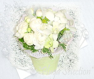 *vKEw[GWF*MtgEAWgEt[yzCgEJ[zPlumeria Palpitations Brand