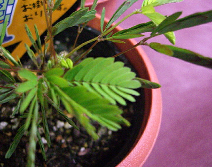 楽天市場 ユニーク植物 おじぎ草 おじぎそう お辞儀草 ねむりぐさ ネムリグサ 眠り草 癒し系 ペット感覚で楽しめる 園芸 鉢花 植物 アートｃ プルメリアガーデン