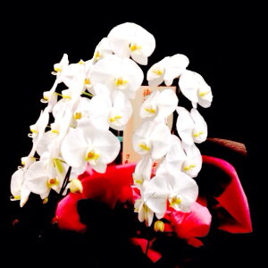 M܏jyӒEm񔫁zjł͂slE@lEƁEćErWlXtt[Mtg