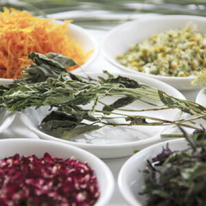  n[ueB[ ߂ 10Zbg Plus Herb n[ueB[ X^[^[Lbg n[ueB[Zbg Zbg uheB[ n[ueB Zbg Zbg g hCn[u 