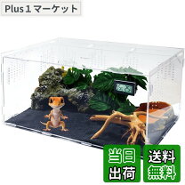 楽天市場】カナヘビ 飼育（ペット・ペットグッズ）の通販