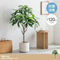 楽天市場】パキラ 120cmの通販
