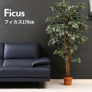 ϗtA tBJX 1124 B tFCNO[ A  O[  A CeA K[fjO  K[f JtF rO v^[ Mtg v[g 蕨 ItBX  