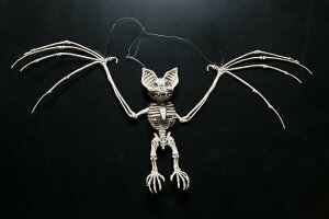 tCO{[obg HW-1415 RE nEB Fߋ NX}X v[g