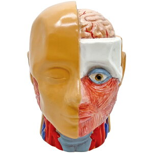 yԌN[|zzzG l̖͌^oN SAN4085 TA[g sunart v[g Mtg