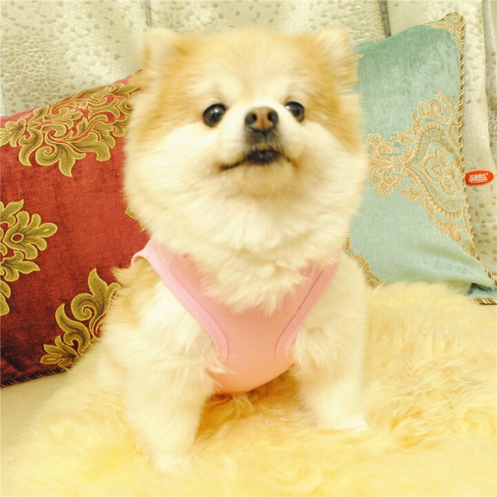 楽天市場 送料無料 ペット用 犬用 洋服 ドッグウエア タンクトップ プルオーバー ノースリーブ プリント 写真 画像 イラスト 食べ物 苺 イチゴ ストロベリー スイーツ お菓子 おやつ リアル ユニーク バイピング ベスト 袖なし ドッグウェア かわいい おし Plus Nao
