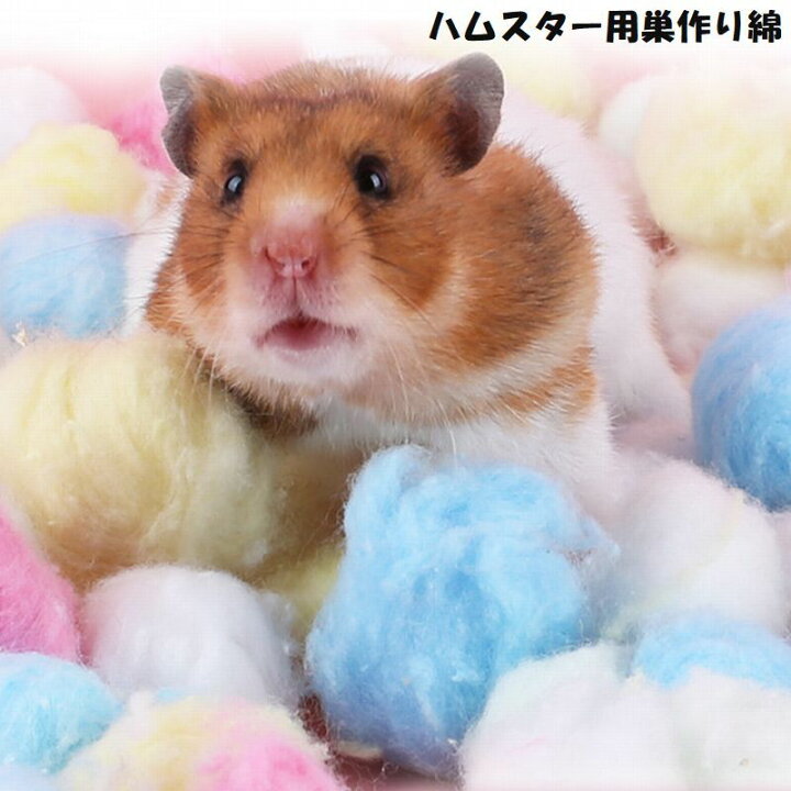 楽天市場 送料無料 ハムスター用巣作り綿 巣作り 綿 ハムスター用 お布団 おふとん 敷材 床材 カラフル ふわふわ 保温材 保温 防寒 綿ボール ボール状 脱脂綿 春 秋 冬 冬眠 巣 巣づくり ハウス ハムスター用品 ハムスター リス モモンガ 小動物 レッド Plus