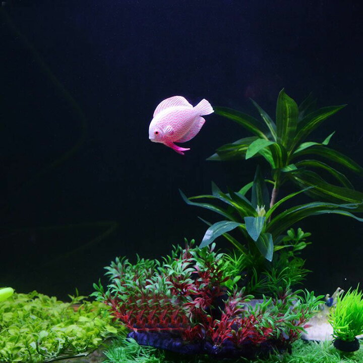 楽天市場】送料無料 水槽用オブジェ シリコンフィッシュ 熱帯魚 吸盤 