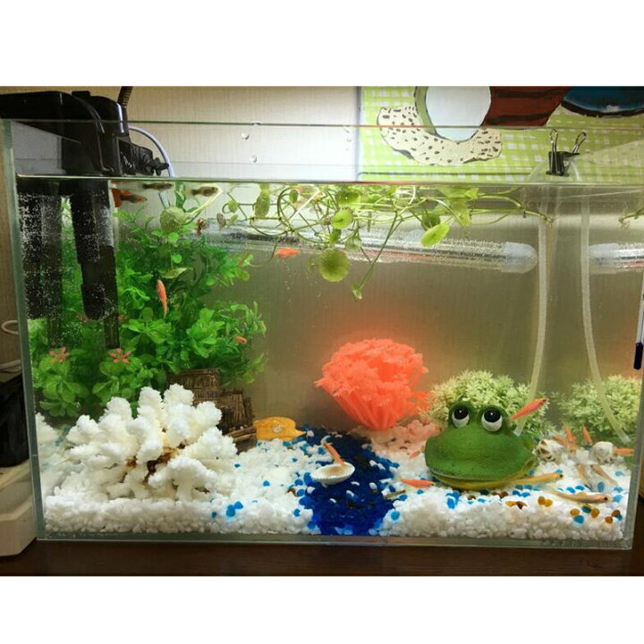 お得 アクアリウム用品 水槽用品 エアレーション用 エアーポンプ用 酸素ポンプ用 オブジェ 装飾 インテリア 真珠貝 貝 シェル ペット用品 ペットグッズ Shipsctc Org