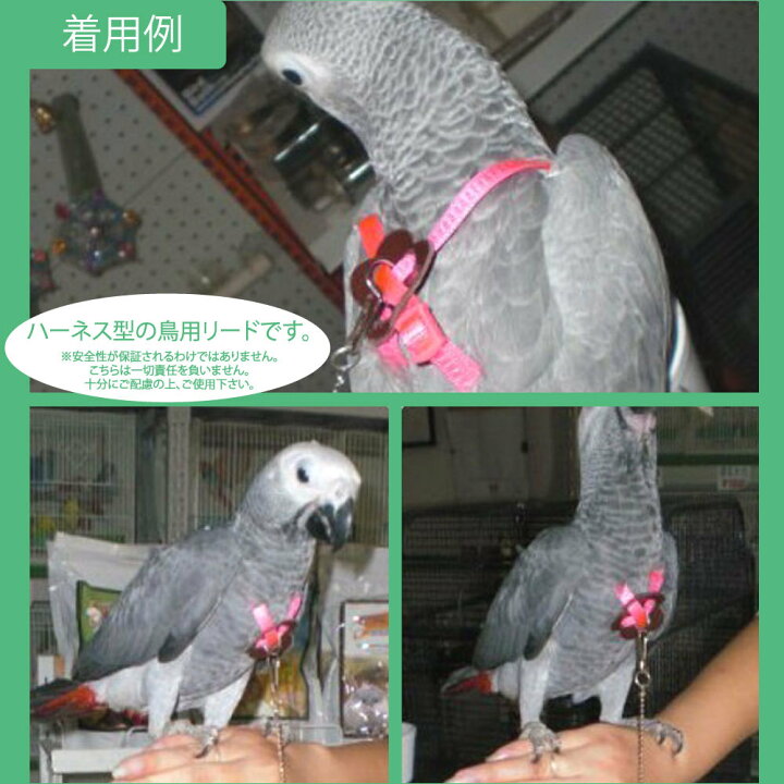保存版 オーストラリア野鳥図鑑１ インコやオウムやペリカンも 楽しい写真で見る身近な野鳥一覧 フォトラベラー Yori Hirokawa 2x 45cm人工オウム鳥リアルなホームデコレーションバギータクシー3色 Ciudaddelmaizslp Gob Mx