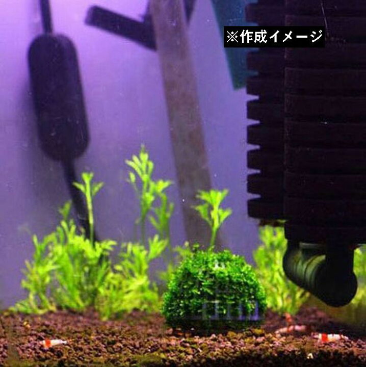 楽天市場 送料無料 モスボール 水草 コケ Diy 熱帯魚 エビ シュリンプ メダカ 金魚 水槽レイアウト アクアリウムグッズ 水槽用品 レイアウト用品 装飾 ペット用品 Plus Nao