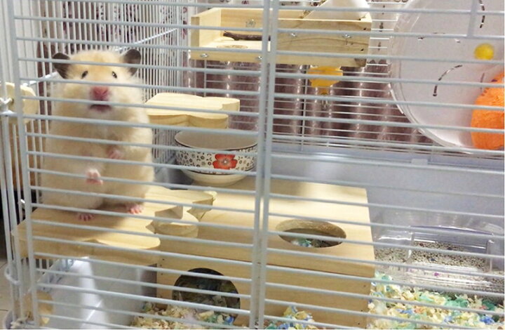 100%本物 小動物用ステージ ステップ ダイソー 木製コーナーステージ チンチラステージ 小動物 木製 ステップ ステージ デグー 踏み台 スタンド 止まり木 ハムスターおもちゃ 運動不足解