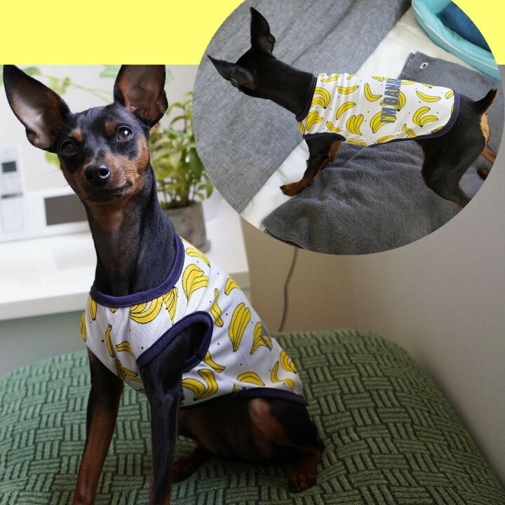 楽天市場】送料無料 ペット服 タンクトップ ワンピース ドッグウエア キャットウエア 犬 猫 小型犬 メッシュ 薄手 透け感 プリント 柄 ペット用品 お散歩 お出掛け 春 夏 フリル キャミワンピ フルーツ バナナ パイン イチゴ ミルク : Plus Nao 楽天市場】送料無料 ペット服 タンクトップ ワンピース ドッグウエア キャットウエア 犬 猫 小型犬 メッシュ 薄手 透け感 プリント 柄 ペット用品 お散歩 お出掛け 春 夏 フリル キャミワンピ フルーツ バナナ パイン イチゴ ミルク : Plus Nao
