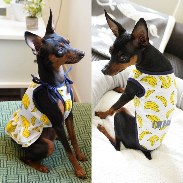 楽天市場】送料無料 ペット服 タンクトップ ワンピース ドッグウエア キャットウエア 犬 猫 小型犬 メッシュ 薄手 透け感 プリント 柄 ペット用品 お散歩 お出掛け 春 夏 フリル キャミワンピ フルーツ バナナ パイン イチゴ ミルク : Plus Nao 楽天市場】送料無料 ペット服 タンクトップ ワンピース ドッグウエア キャットウエア 犬 猫 小型犬 メッシュ 薄手 透け感 プリント 柄 ペット用品 お散歩 お出掛け 春 夏 フリル キャミワンピ フルーツ バナナ パイン イチゴ ミルク : Plus Nao