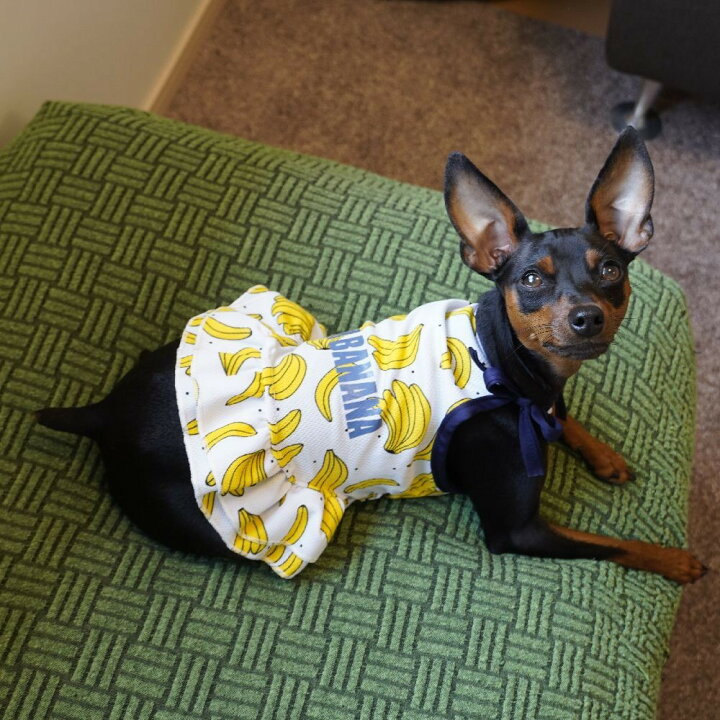 楽天市場】送料無料 ペット服 タンクトップ ワンピース ドッグウエア キャットウエア 犬 猫 小型犬 メッシュ 薄手 透け感 プリント 柄 ペット用品 お散歩 お出掛け 春 夏 フリル キャミワンピ フルーツ バナナ パイン イチゴ ミルク : Plus Nao 楽天市場】送料無料 ペット服 タンクトップ ワンピース ドッグウエア キャットウエア 犬 猫 小型犬 メッシュ 薄手 透け感 プリント 柄 ペット用品 お散歩 お出掛け 春 夏 フリル キャミワンピ フルーツ バナナ パイン イチゴ ミルク : Plus Nao