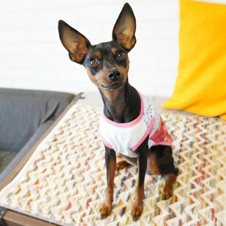 格安SALEスタート】 RIOSTUDIO 犬服 犬の服 春夏用 タンクトップ メッシュ キャラクタータンクトップ 薄手犬 服 ペットウェア ドッグウェア ペット服 Tシャツ ノースリーブ お出掛け 猫服 わんこ用 にゃんこ用 ⑫ビッグパインナップル柄 S glm.co.il 格安SALEスタート】 RIOSTUDIO 犬服 犬の服 春夏用 タンクトップ メッシュ キャラクタータンクトップ 薄手犬 服 ペットウェア ドッグウェア ペット服 Tシャツ ノースリーブ お出掛け 猫服 わんこ用 にゃんこ用 ⑫ビッグパインナップル柄 S glm.co.il