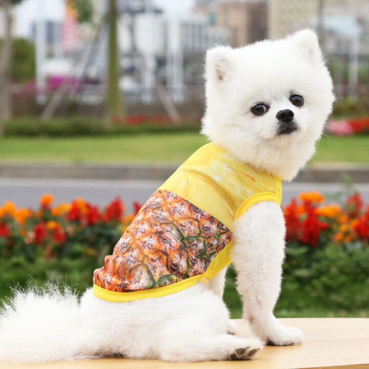 格安SALEスタート】 RIOSTUDIO 犬服 犬の服 春夏用 タンクトップ メッシュ キャラクタータンクトップ 薄手犬 服 ペットウェア ドッグウェア ペット服 Tシャツ ノースリーブ お出掛け 猫服 わんこ用 にゃんこ用 ⑫ビッグパインナップル柄 S glm.co.il 格安SALEスタート】 RIOSTUDIO 犬服 犬の服 春夏用 タンクトップ メッシュ キャラクタータンクトップ 薄手犬 服 ペットウェア ドッグウェア ペット服 Tシャツ ノースリーブ お出掛け 猫服 わんこ用 にゃんこ用 ⑫ビッグパインナップル柄 S glm.co.il