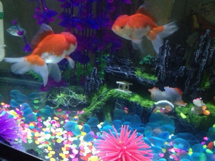 楽天市場 送料無料 レイアウトストーン 飾り石 テトラ 熱帯魚 水槽 置物 装飾 アクアリウム かわいい おしゃれ カラフル 透明 濁り ２種類 Plus Nao