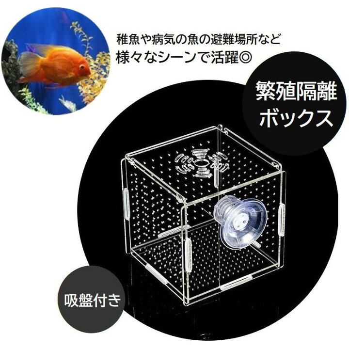 楽天市場】送料無料 繁殖隔離ボックス 産卵ケース シングル 吸盤式 