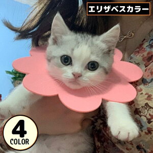  GUxXJ[ L ˂  ybgpi pEFA tFg z y ی  rߖh~  t[ 