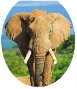  gCXebJ[ ֍V[ EH[XebJ[ EH[V[ gCp ֊̊W gCfR[V DIY Ǒ PVC \Ă͂ h IV i 