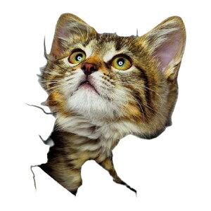  EH[XebJ[ ǃXebJ[ ǎV[ V[ V[ L Lbg qL 3D gbNA[g ܂G CeAG DIY ͗lւ v`tH[ \tȒP C