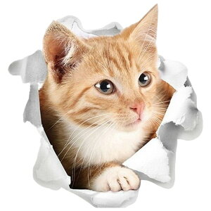  EH[XebJ[ ǃXebJ[ ǎV[ V[ V[ L Lbg qL 3D gbNA[g ܂G CeAG DIY ͗l