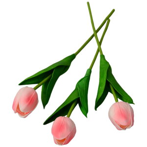   tFCNt[ lHt[ 9{Zbg ԑ `[bv  t[AWg CeAG lH ͂Ȃ GKg