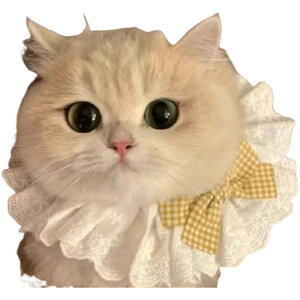  ybgpX^C p Lp 悾ꂩ `[J[ ANZT[  t [X MK`FbN 킢  LbgEFA