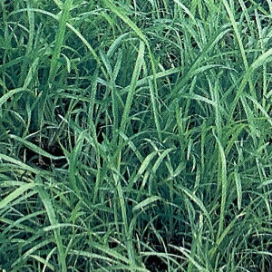    oqAhOX  1kg ݂̂̔̔ NHh~ Ή @ q g B s lzs